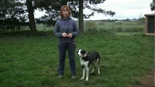 Border Collie Rescue - 'Two Stroke' Tess by BorderCollieRescueUK 4,887 views 12 years ago 4 minutes