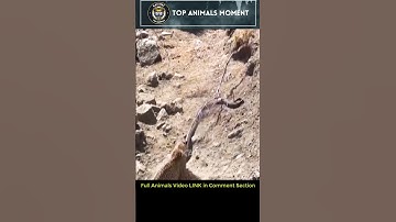 Leopards Attack Python #WildAnimals #Trending #Shorts