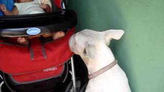 Luanita Y Su Bull Terrier Emily 2