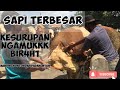 SAPI TERBESAR PASAR GRABAG KESURUPAN NGAMUK || BIR4H1