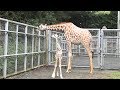 アミメキリンの赤ちゃんを公開　愛知・豊橋総合動植物公園