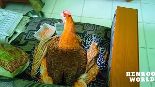 Egg Laying Hen Is Clucking On Sofa / Hen Clucking / Chicken Clucking Video