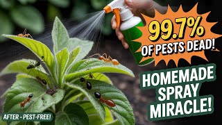This Homemade Garden Spray KILLS 99.7% of Pests Instantly! Aphids, Ants, Whiteflies & Mealybugs GONE