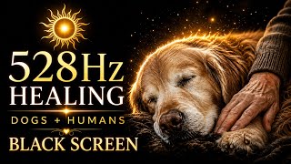 Healing Music for Aging Dogs and Humans ☀️ 528Hz Solar Frequency