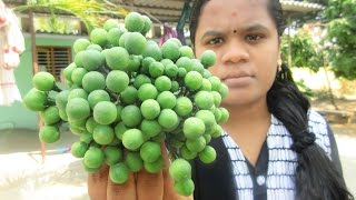 Traditional way of cooking cuntaikkay recipe...making chutney, turkey
berry chutney