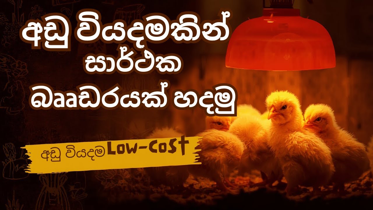 අඩු වියදමකින් සාර්ථක බෲඩරයක් හදමු | Low Cost Brooding 🐔️🐤🐔️🐔️🐤🐤🐤