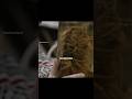 Мокрица. Георгий Виноградов. #наука #science #shorts