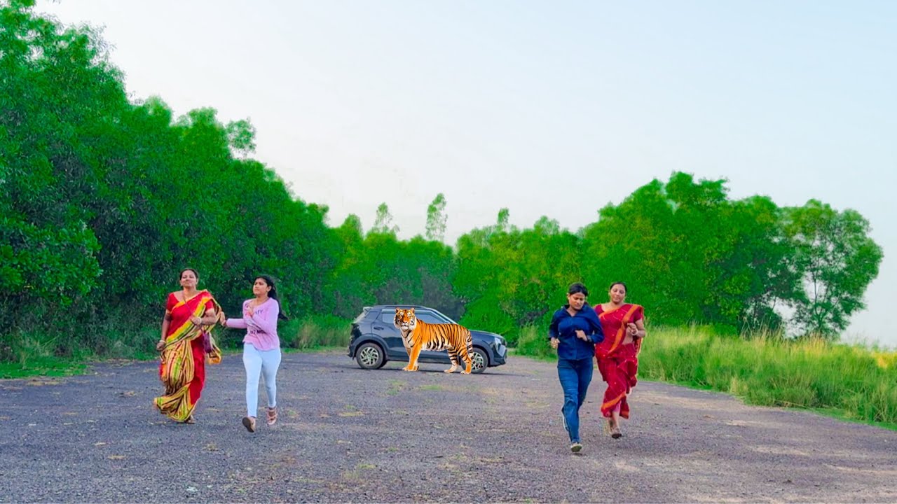 Tiger Attack Girl In The Forest | Tiger Attack Man | Tiger Attack Stories