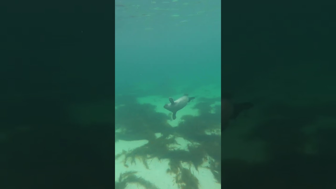 Snorkelling with WILD SEALS in Scotland’s Outer Hebrides - An INCREDIBLE experience!