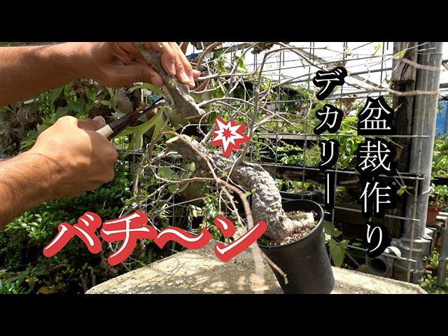 Attaching stones to Ezo pine trees [With subtitles] - YouTube