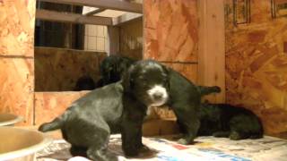 British Cocker Spaniel Puppies 4 Week Old