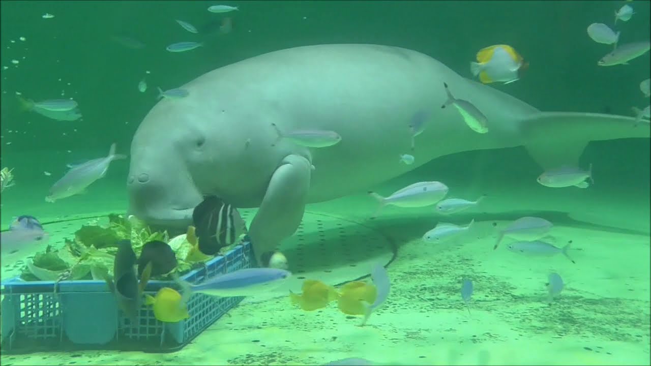 鳥羽水族館の生きものたち セレナ レア 朝のセレナさんをレア曲にのせて@鳥羽水族館 - YouTube