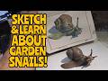 Watercolor Snail | The Pest That Costs Millions in Crop Damage