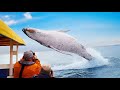 Craziest Animal Encounters of All Time