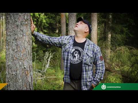 Video: Pysyvien Kuolleiden Puiden Tiheyden Vähentämisen Ja Rakenteellisten Menetysten Huomioon Ottaminen: Vaikutukset Metsien Biomassan Ja Hiilivarastojen Arvioihin Yhdysvalloissa