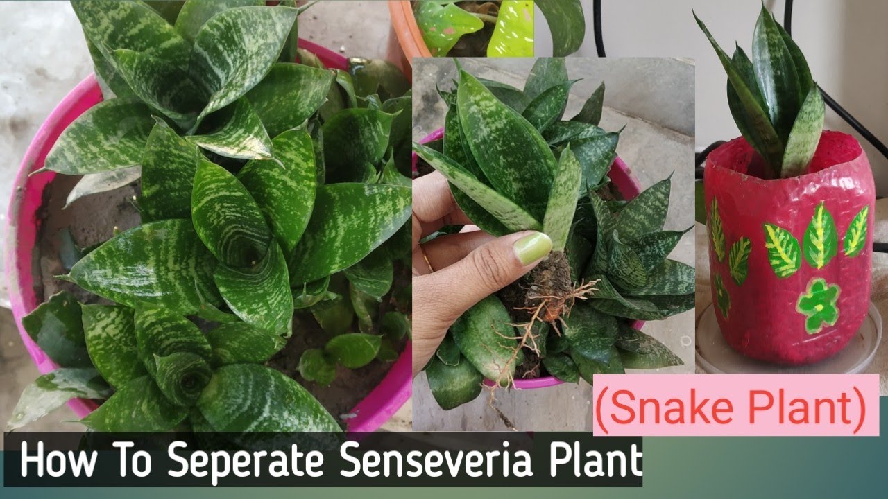 How To Separate Baby Snake Plant Senseveria Plant How To Propagate how-to-separate-baby-snake-plant-senseveria-plant-how-to-propagate