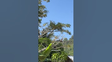 Lepas pikat kutilang biar ngejar burung liar #kicaumania #shorts #bolang #mikatburung #burung