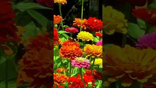 A Burst of Summer Colors Stunning Zinnia Flowers in Bloom