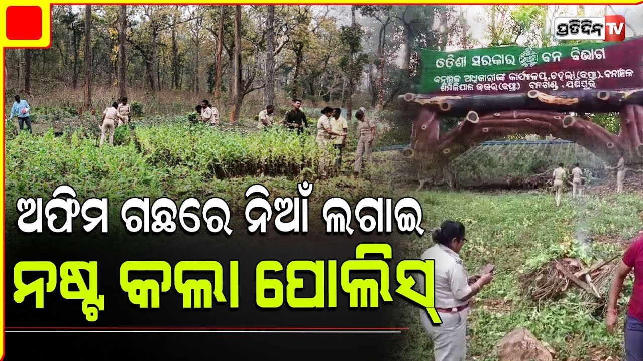 ଶିମିଳିପାଳରେ ୩ କୋଟିରୁ ଉର୍ଦ୍ଧ ଟଙ୍କାର ଅଫିମ ଗଛ ନଷ୍ଟ କଲା ପୋଲିସ୍ । Mayurbhanj