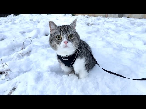 生まれて初めて雪の中を散歩した猫がとんでもないことになりました…