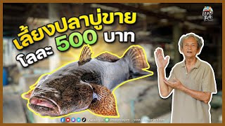 เปิดอาชีพเผยเทคนิค "เลี้ยงปลาบู่" ในบ่อปูนสร้างรายได้ โลละ 500 บาท | เกษตรสัญจร