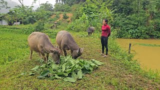 This Is How the Farm Girl Herds Buffaloes / Ban Thi Diet