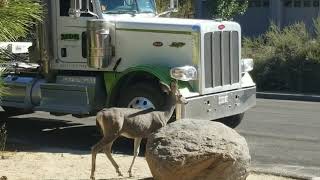 Deer in Verdi, NV