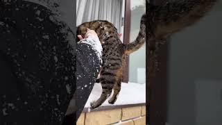 Cat Takes a Plunge into Winter Wonderland