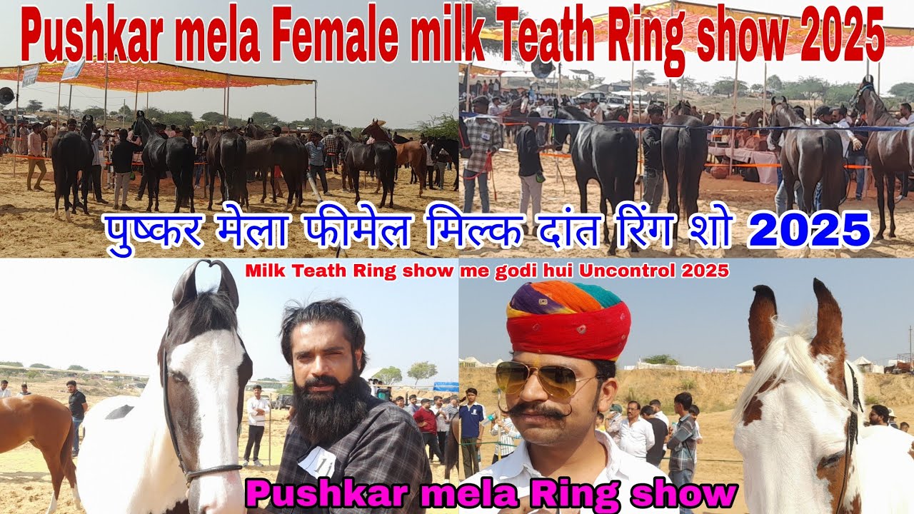 Pushkar mela Female Milk Teath Ring show 2025 || पुष्कर मेला मिल्क दांत रिंग शो 2025 || Ring show 