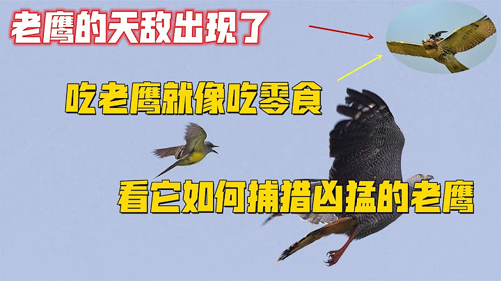 老鹰的天敌出现了，吃老鹰就像吃零食，看它如何捕猎凶猛的老鹰 - 天天要闻