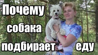 Почему СОБАКА ПОДБИРАЕТ ЕДУ с земли и надо ли ЕЕ за это НАКАЗЫВАТЬ/Дрессировка собак