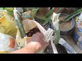 #dragonfruit variety update and grafting tips #gold daimond #farmernimber3 #towsendpink #mibao 