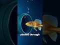 Goldfish Cheats Death 7 Years In A Filtration Tank 😮