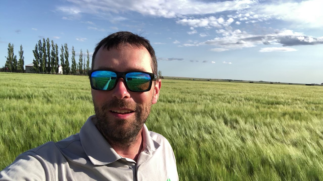 AB Cattlelac 6 row barley