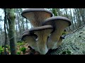 Какие грибы собирают зимой