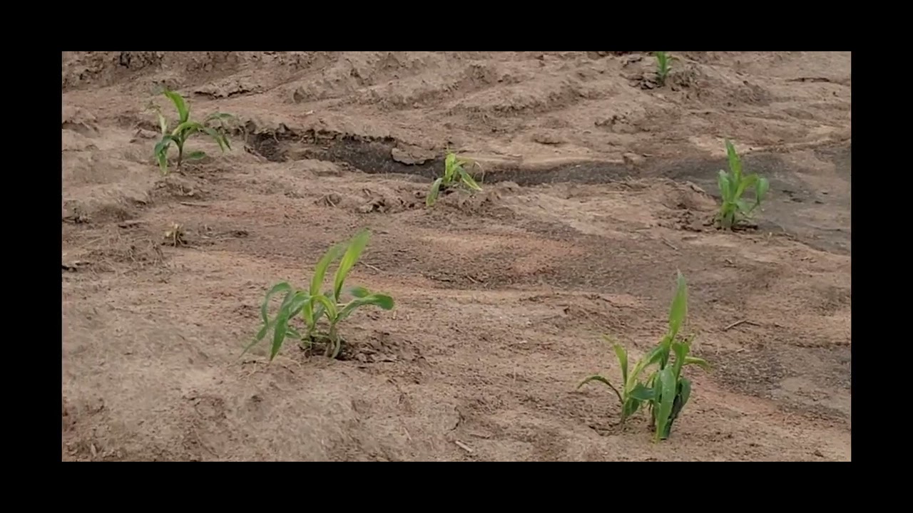 How to Grow Maize Successfully in Nigeria: Tips for Big Harvests!