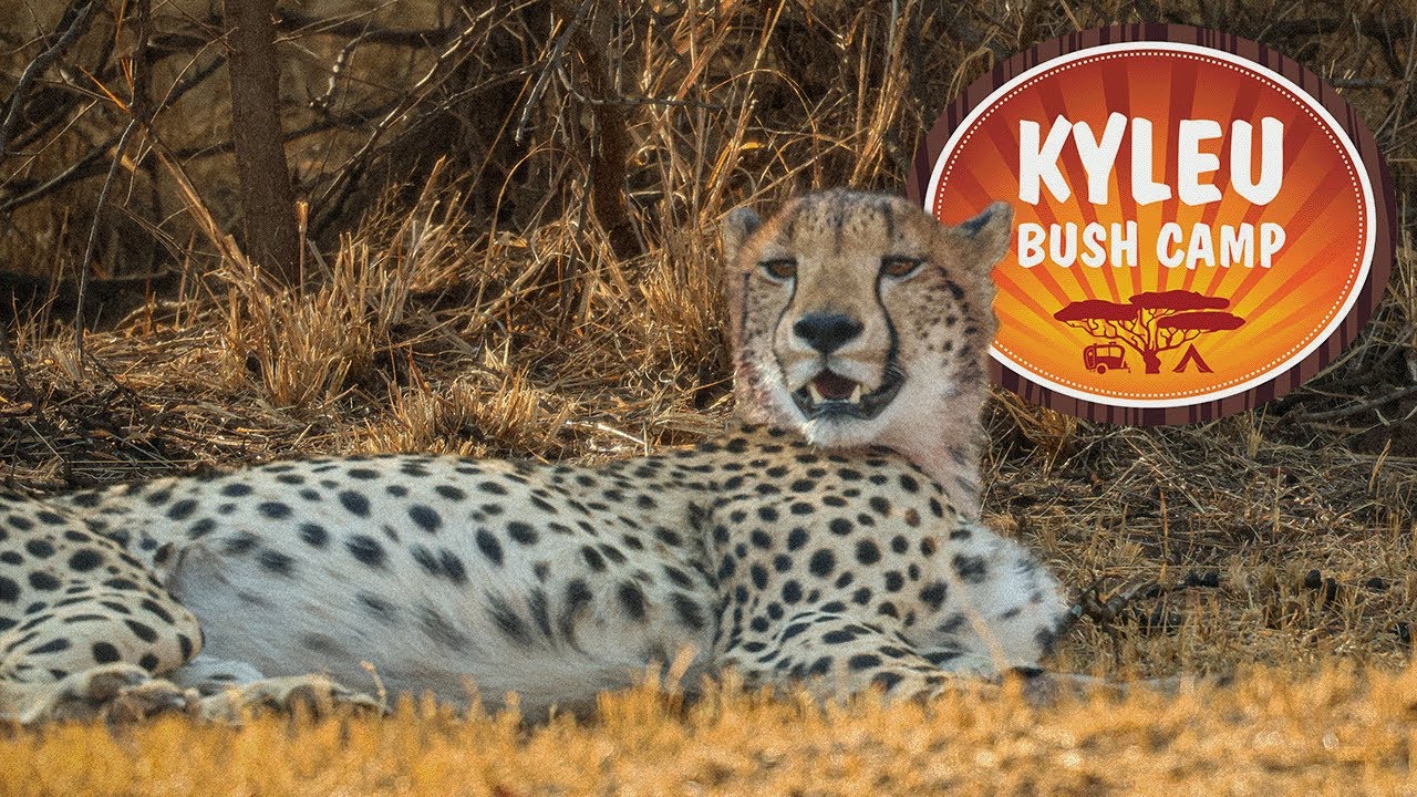 Camping - Kyleu Bush Camp (Unfenced) - Dinokeng Game Reserve - YouTube