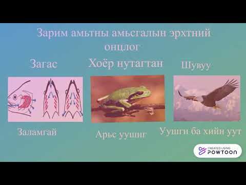 Видео: Амьтдын үндсэн төрлүүд. Амьтны төрөл: ангилал