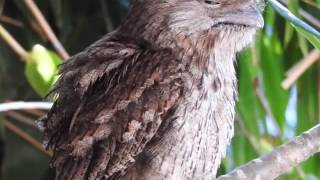 Tawny Frogmouth  call