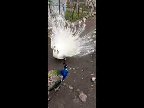 Pauni - YouTube