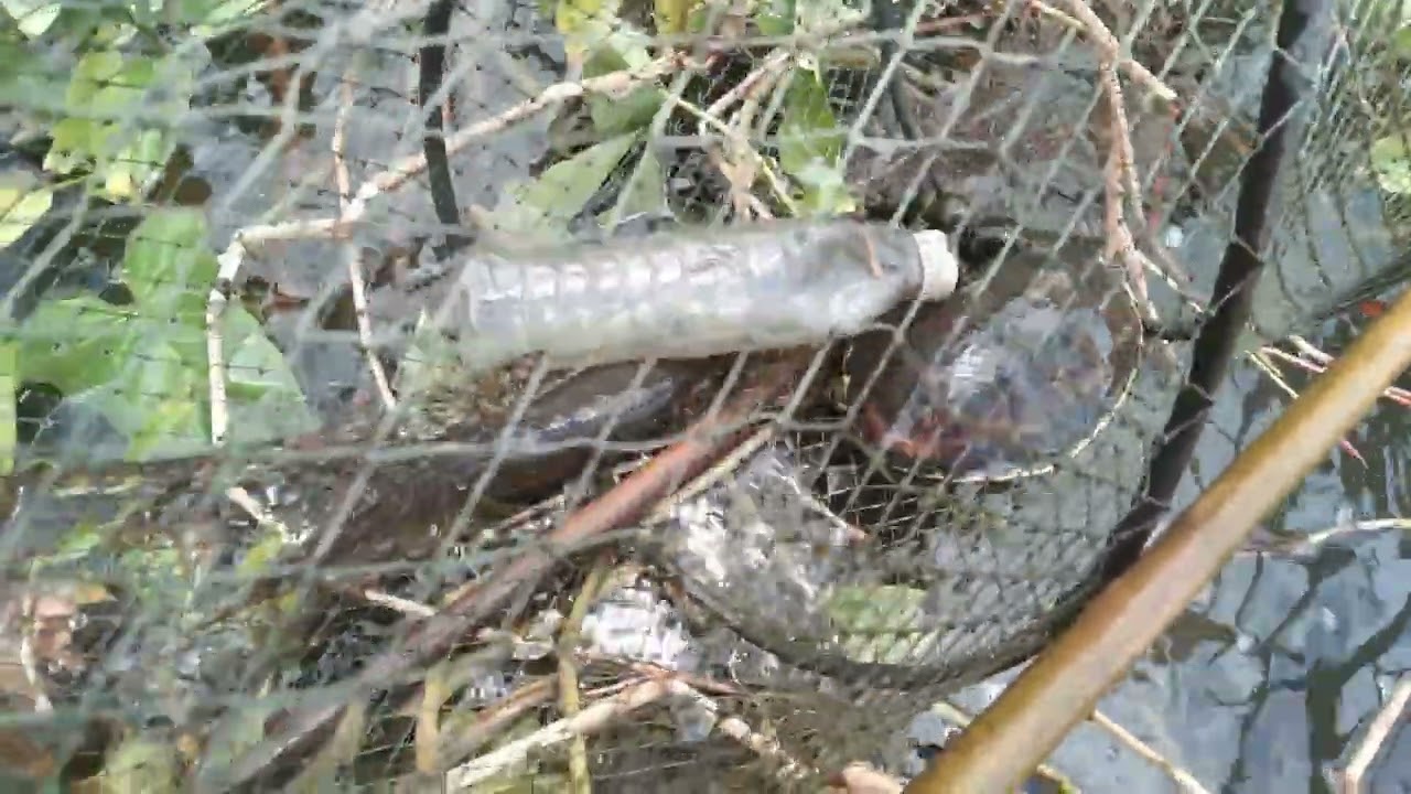 Đi thăm lờ cá bắt chợt tr đổ mưa