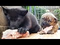 8wk Lycan & Bulldogge Pups Swallow Turkey Bones!!! 8wk Lycan & Bulldogge Pups Swallow Turkey Bones!!!