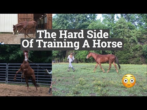 the-hard-side-of-training-a-wild-horse