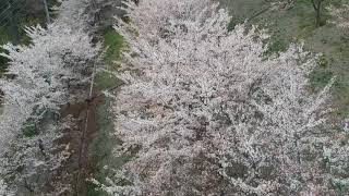 【DJI SPARK】桜並木を空撮