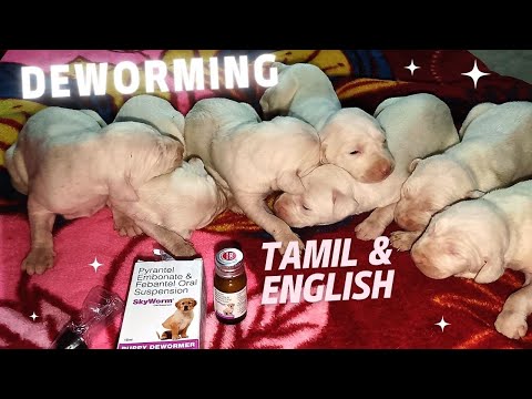 Puppy Deworm Guide In English and Tamil