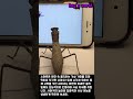 액정 속 거미에게 낚인 사마귀의 집중력 #bugs #insects #mantis #spider #behavior