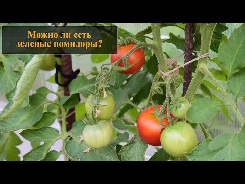 Можно ли есть зеленые помидоры