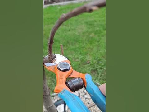 🌳ОБРЕЗКА ЯБЛОНИ ХАНИ КРИСП🍎 #обрезка #сад - YouTube