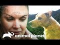 En busca de cachorros perdidos en la jungla de Puerto Rico | Amanda al rescate | Animal Planet