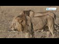 Back Home Ep1: &#39;&#39;The Lion Kings&quot; of Nairobi National Park